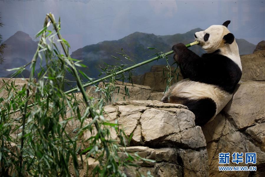 西安一野生大熊猫误入民宅 警民扮起“临时保姆”